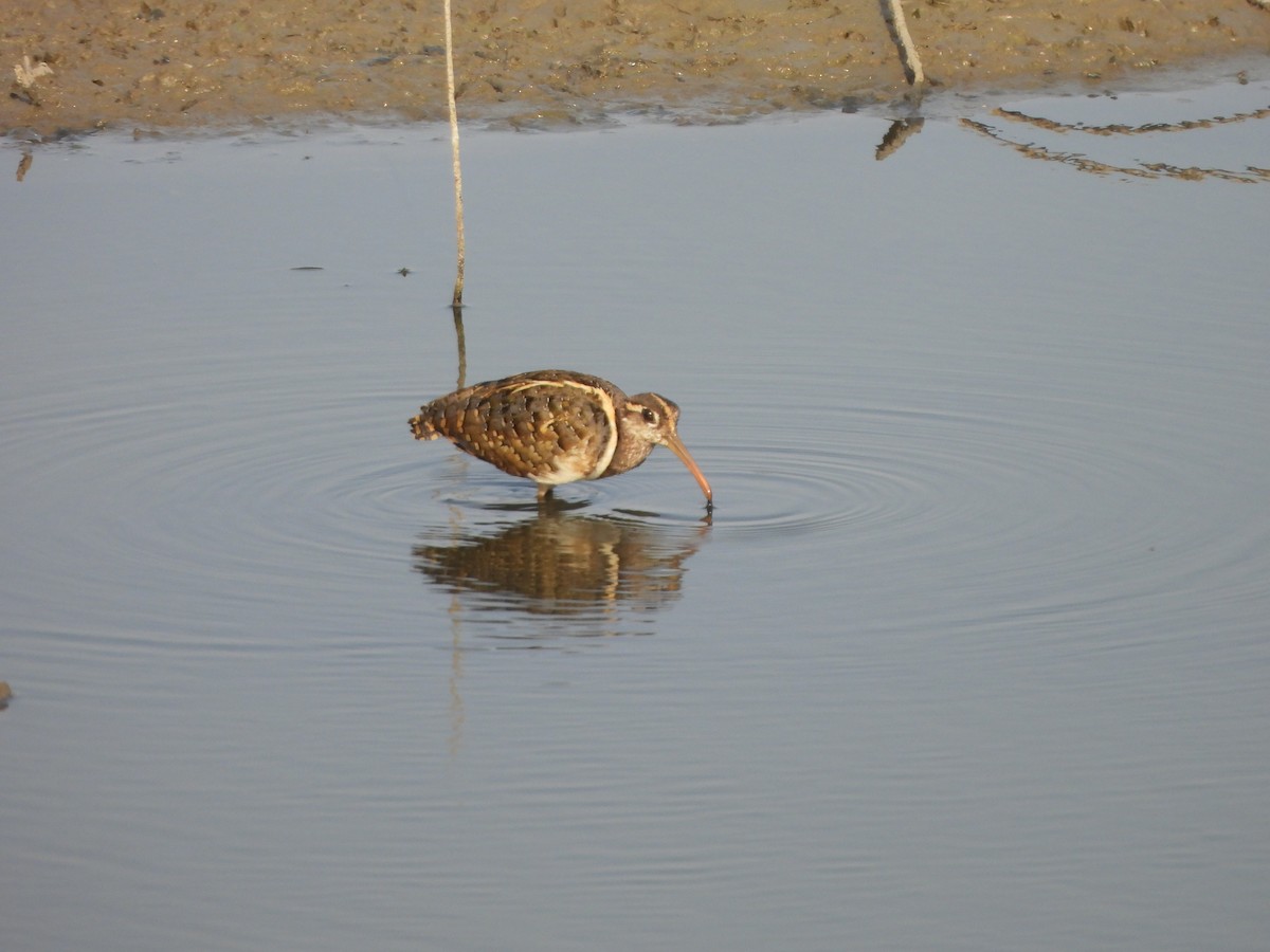 Greater Painted-Snipe - ML619163787