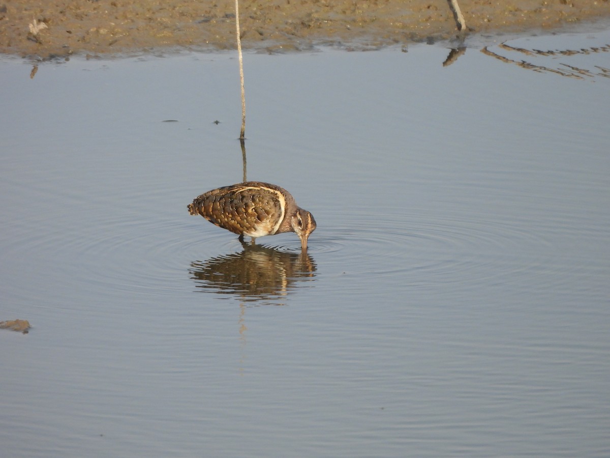 Greater Painted-Snipe - ML619163788
