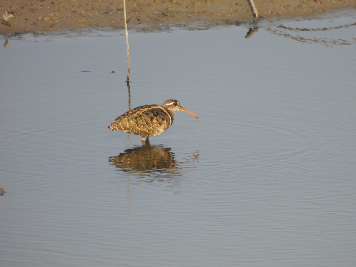 Greater Painted-Snipe - ML619163789