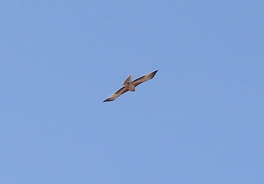 Австралийский орёл-карлик - ML619163805