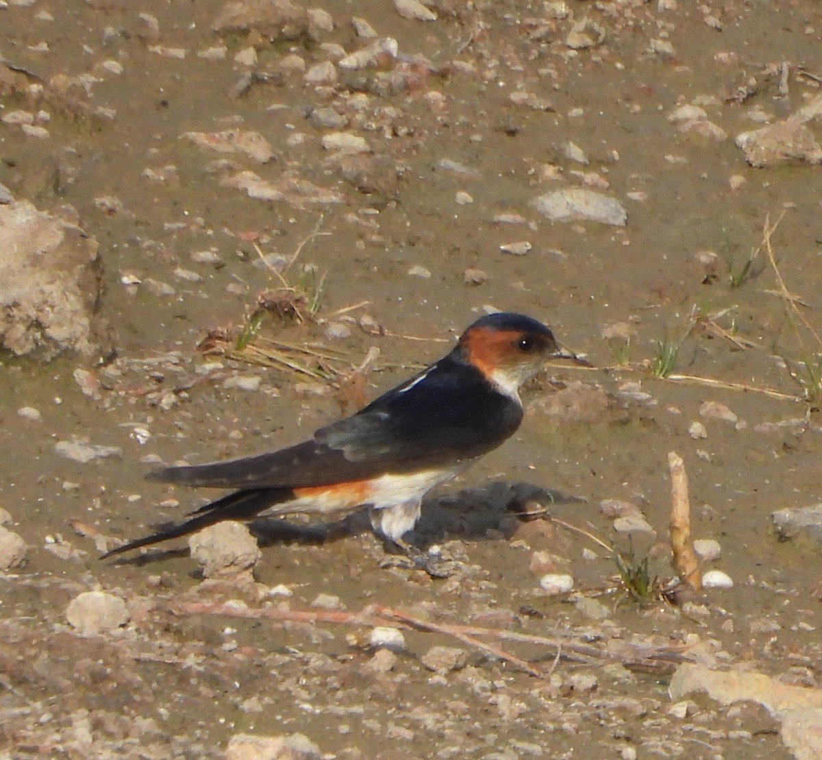 Red-rumped Swallow - ML619163858