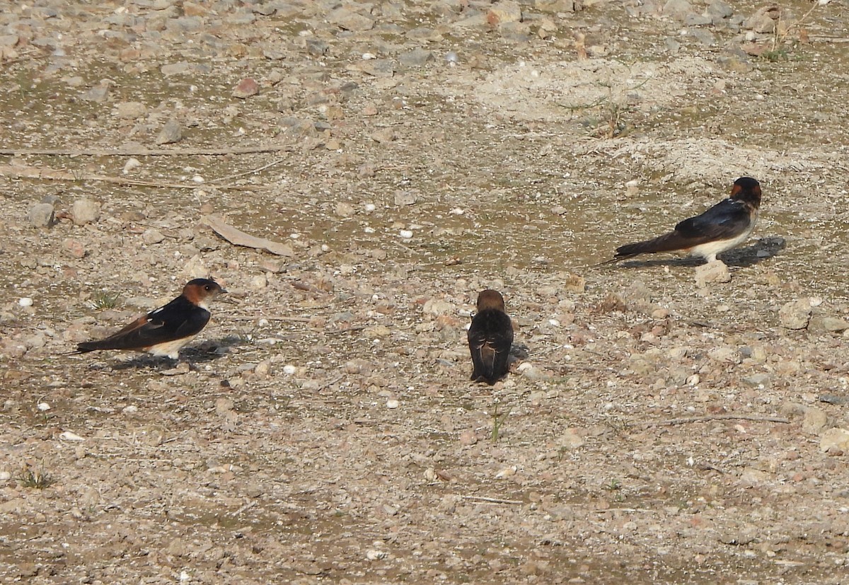 Red-rumped Swallow - ML619163859
