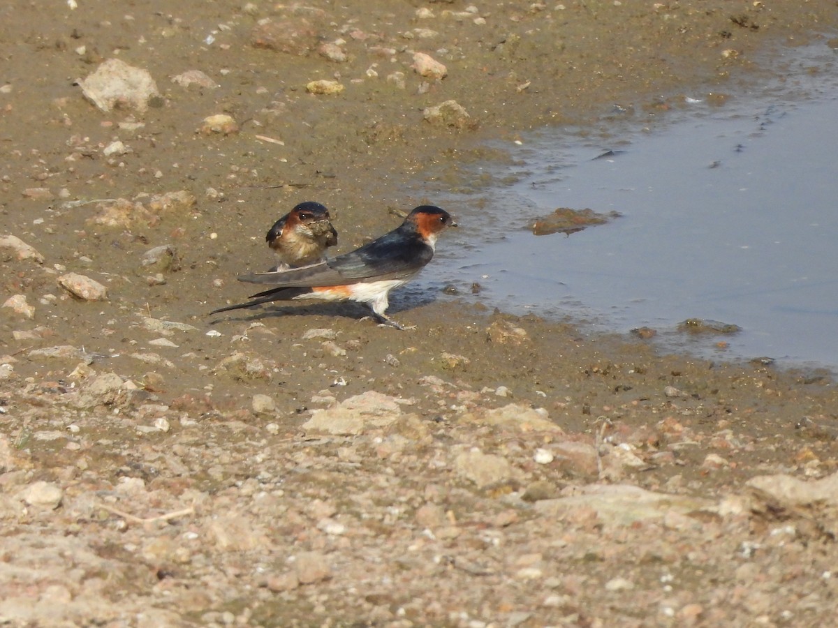 Red-rumped Swallow - ML619163860