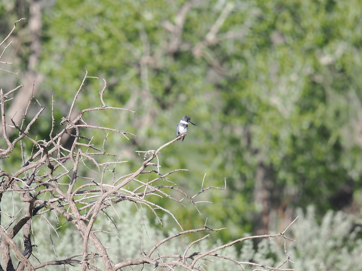 Belted Kingfisher - ML619163916