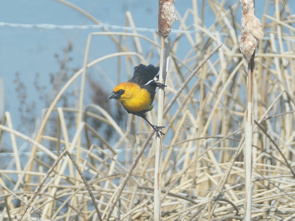 Yellow-headed Blackbird - ML619163933