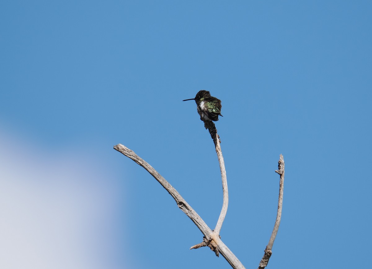 Black-chinned Hummingbird - ML619163937