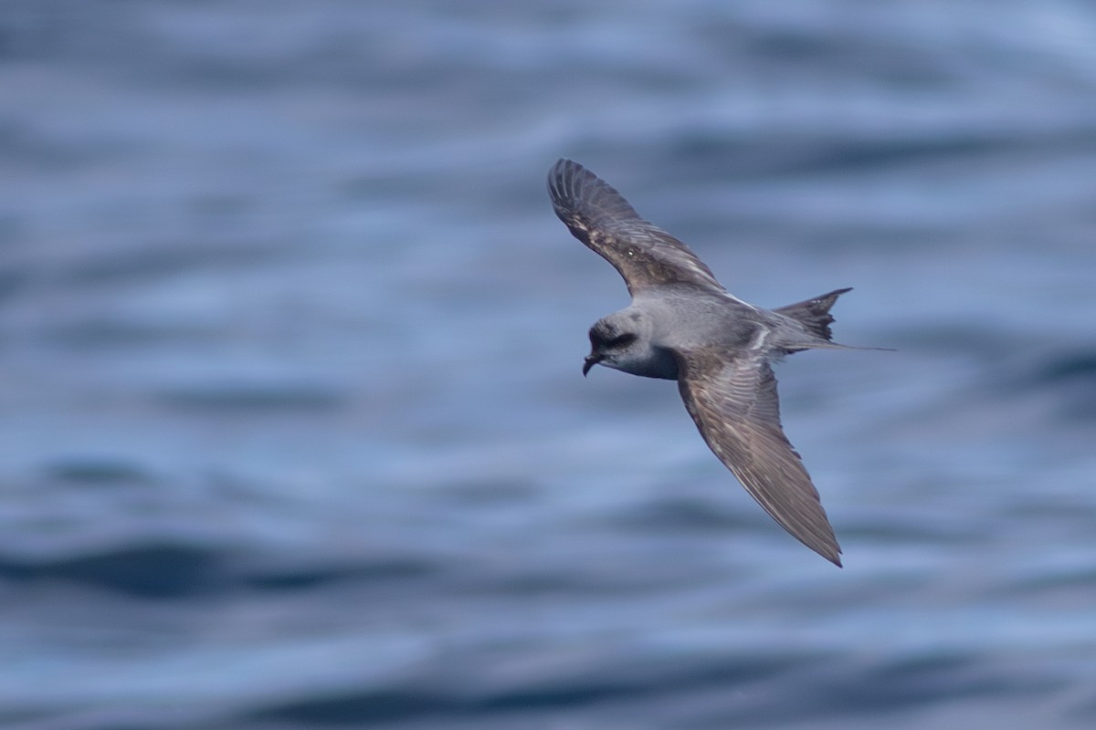 Fork-tailed Storm-Petrel - ML619163938