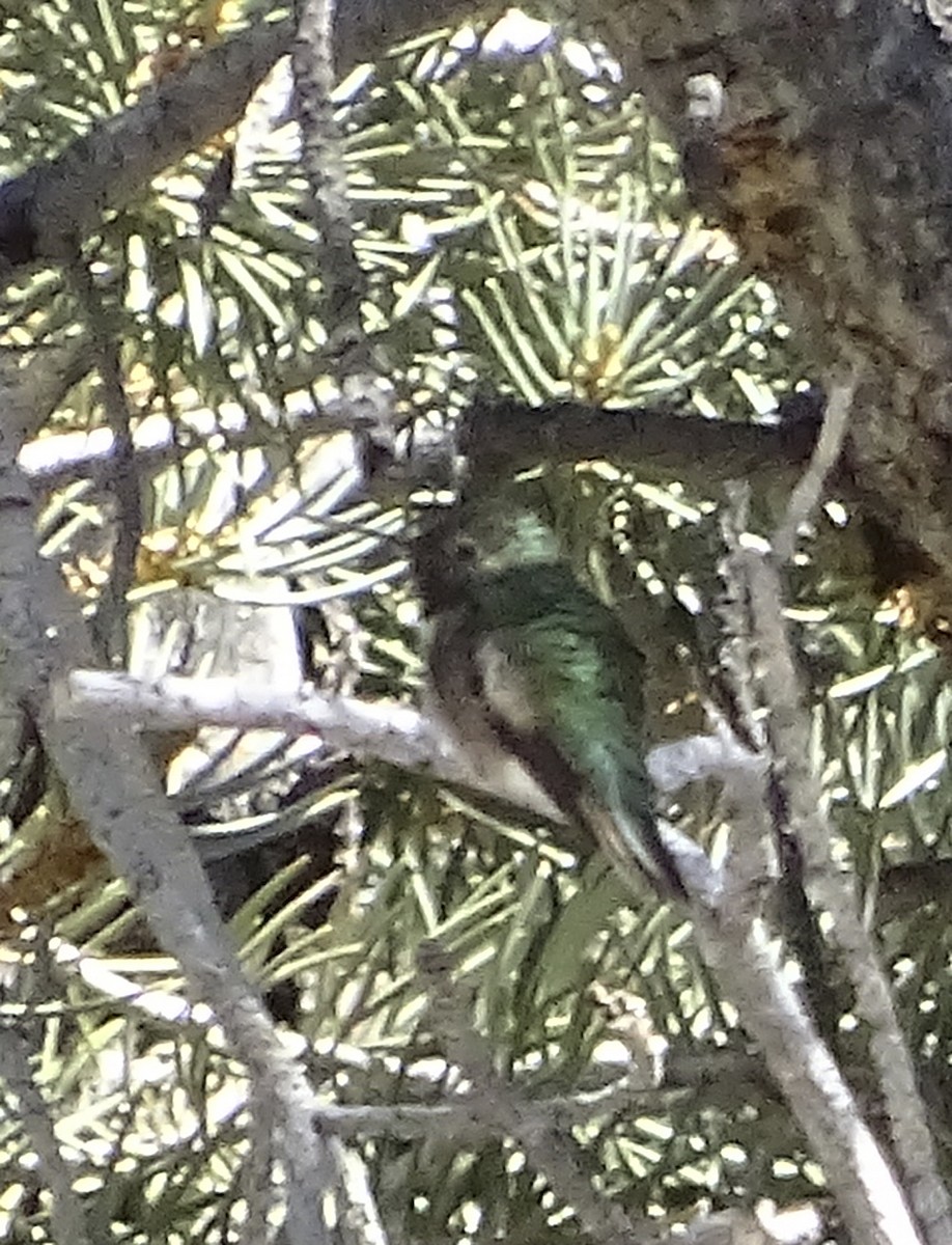 Broad-tailed Hummingbird - ML619163996
