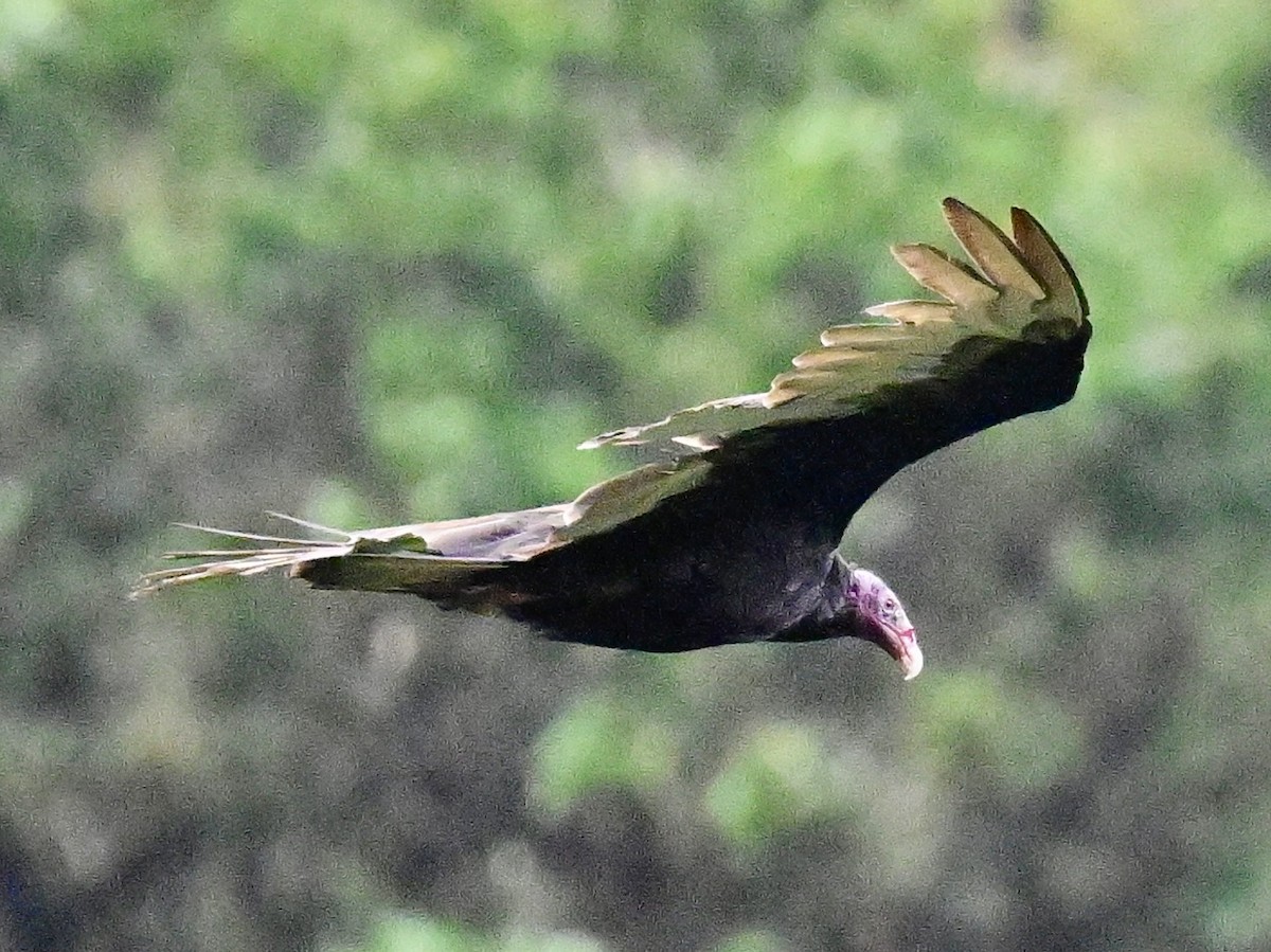 Turkey Vulture - ML619164005