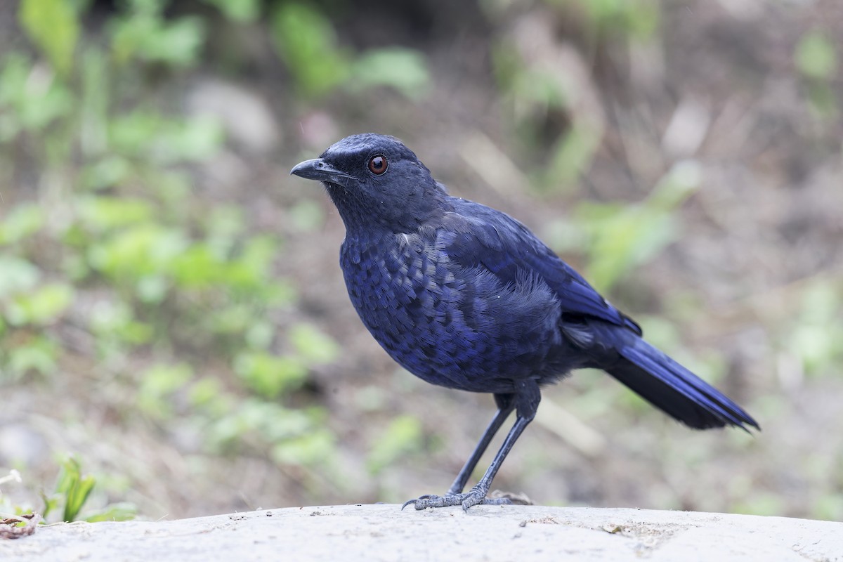 Тайваньская синяя птица - ML619164019