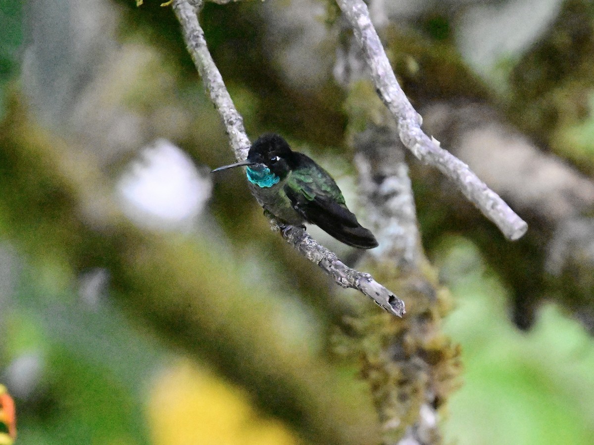 Talamanca Hummingbird - ML619164020