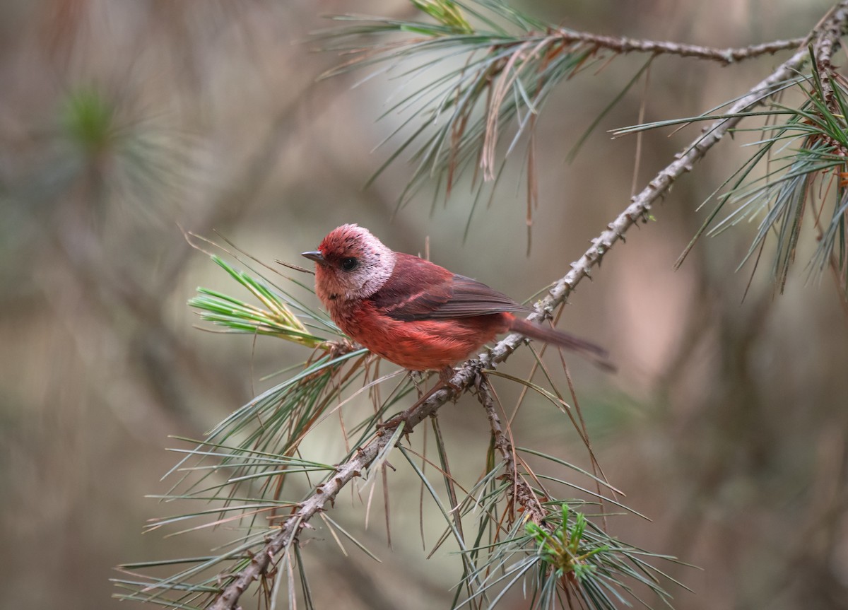 Pink-headed Warbler - ML619164038