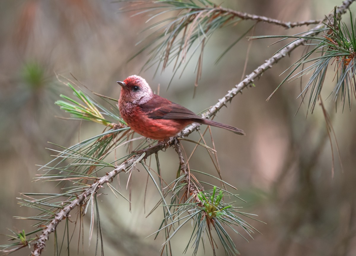 Pink-headed Warbler - ML619164039