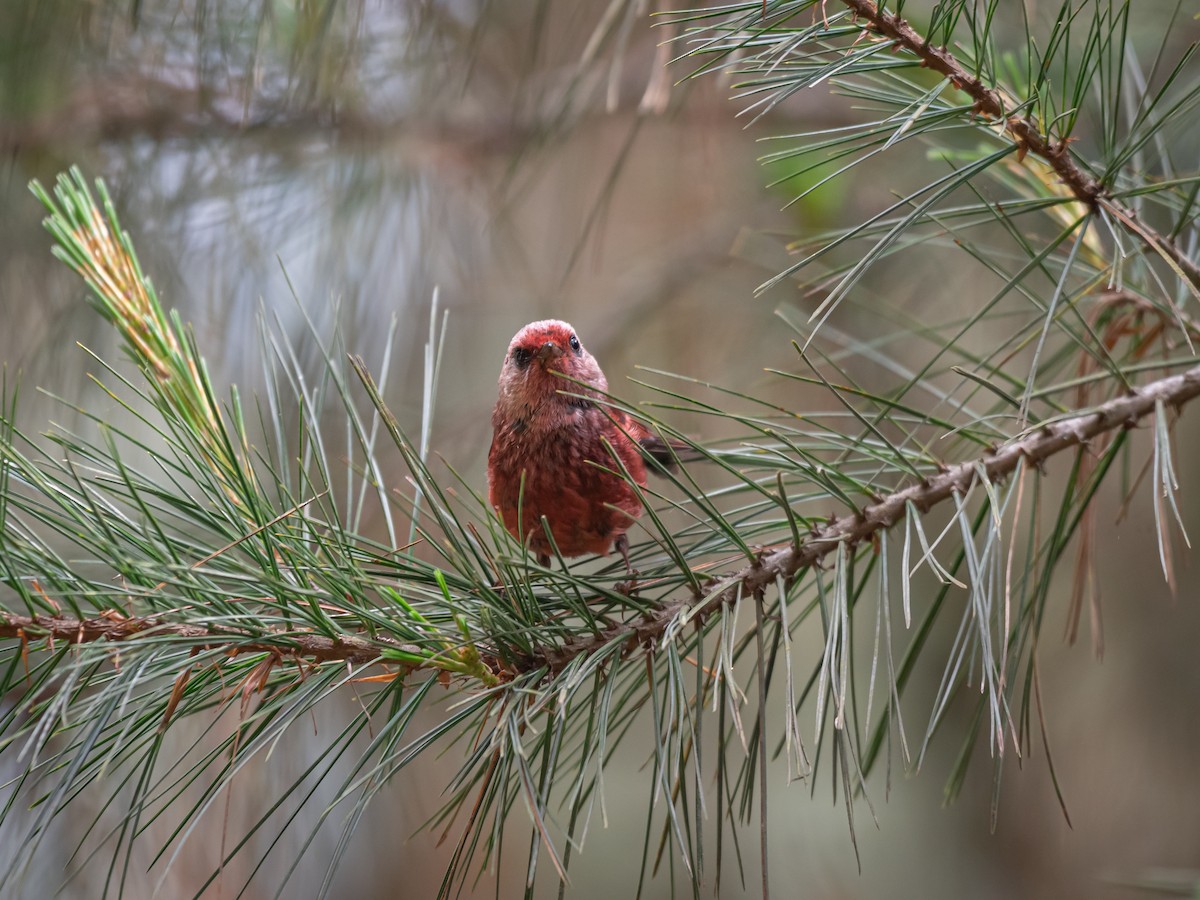 Pink-headed Warbler - ML619164040