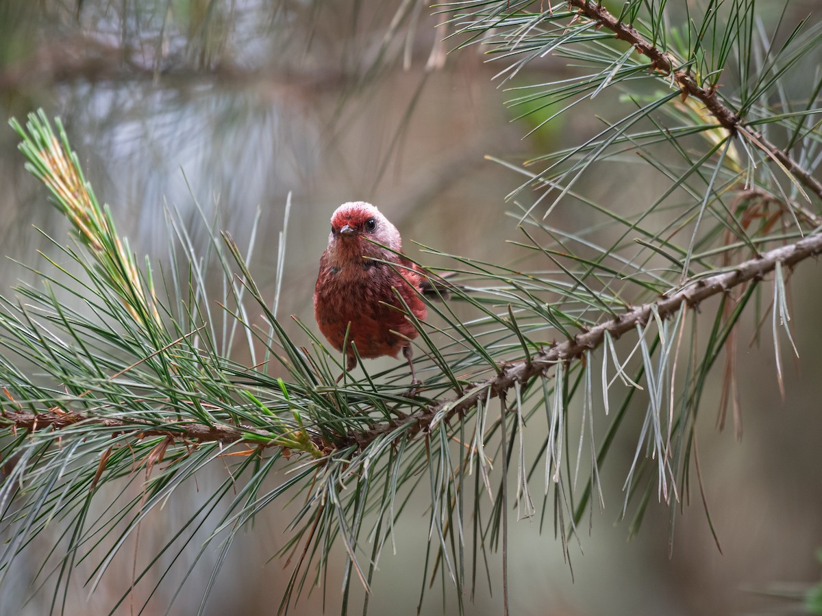 Pink-headed Warbler - ML619164041