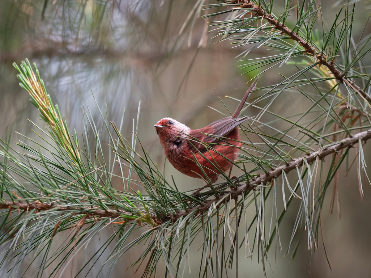 Pink-headed Warbler - ML619164042