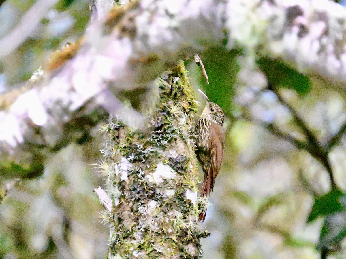 Spot-crowned Woodcreeper - ML619164043