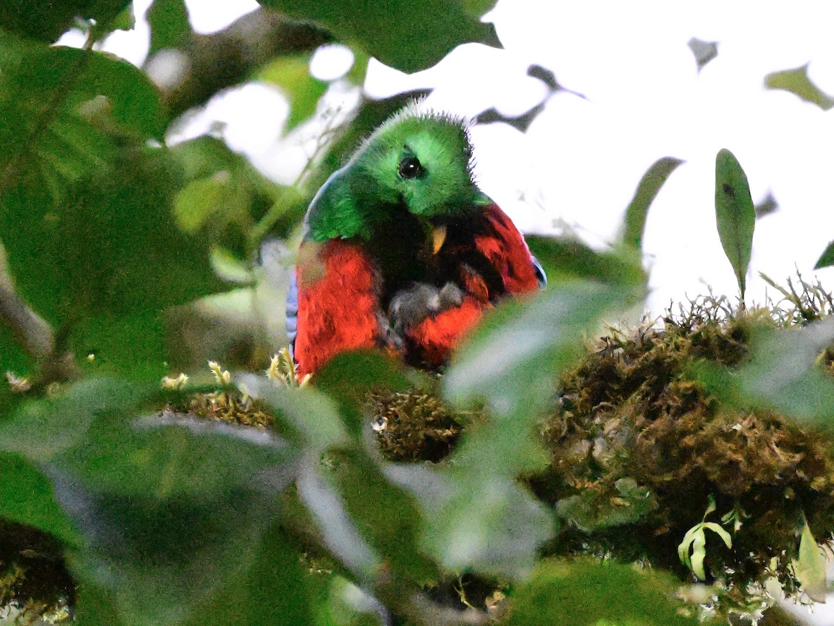 Quetzal Guatemalteco - ML619164048