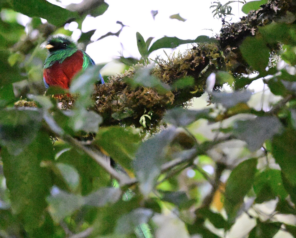 Quetzal Guatemalteco - ML619164049