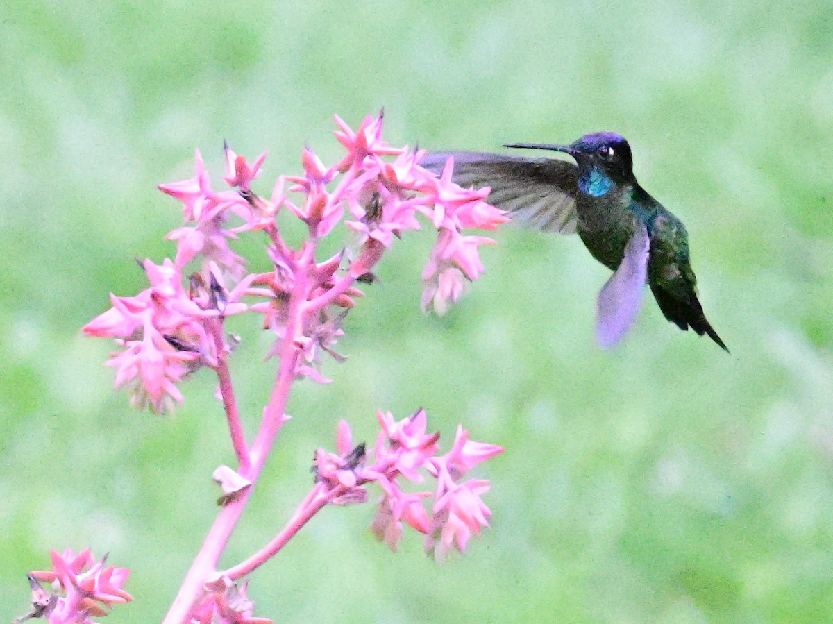 Talamanca Hummingbird - ML619164058