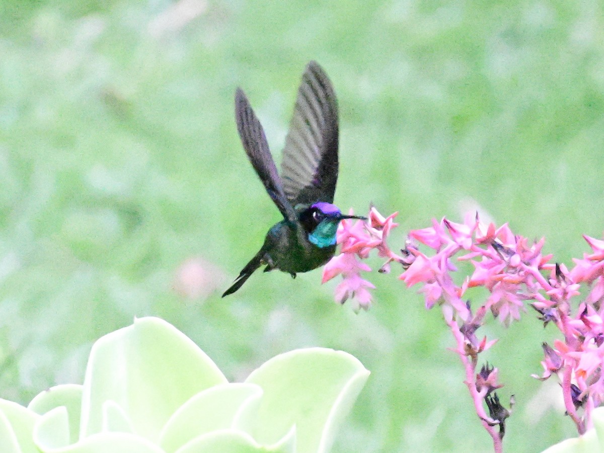 Talamanca Hummingbird - ML619164059