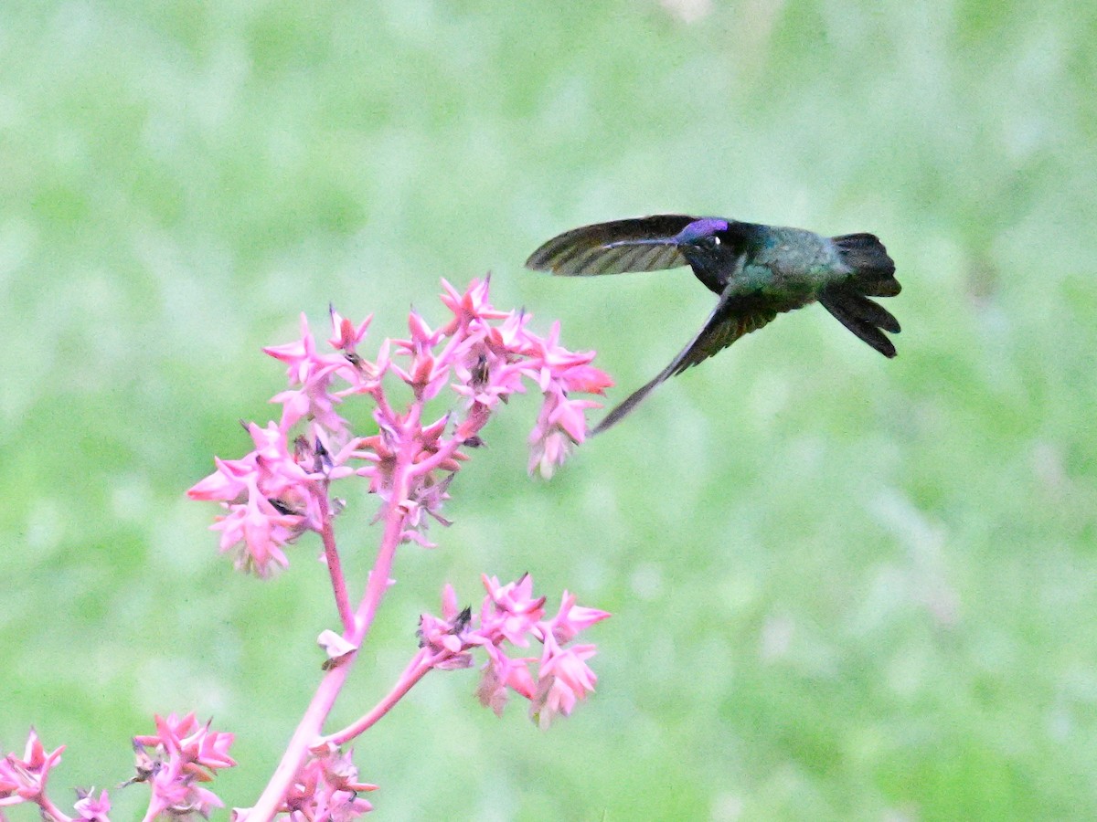 Talamanca Hummingbird - ML619164060