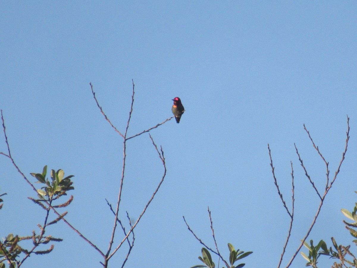 Anna's Hummingbird - ML619164072