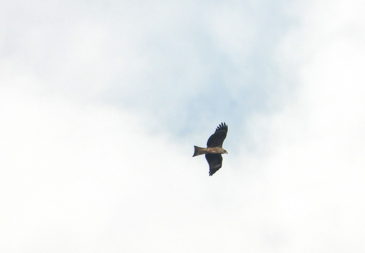Black Kite (Black-eared) - ML619164074