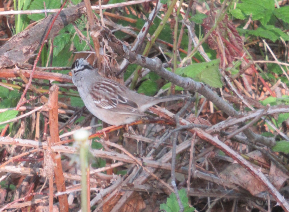 White-crowned Sparrow - ML619164112