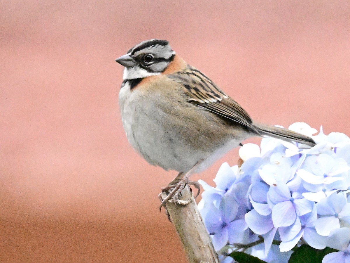 Rufous-collared Sparrow - ML619164120