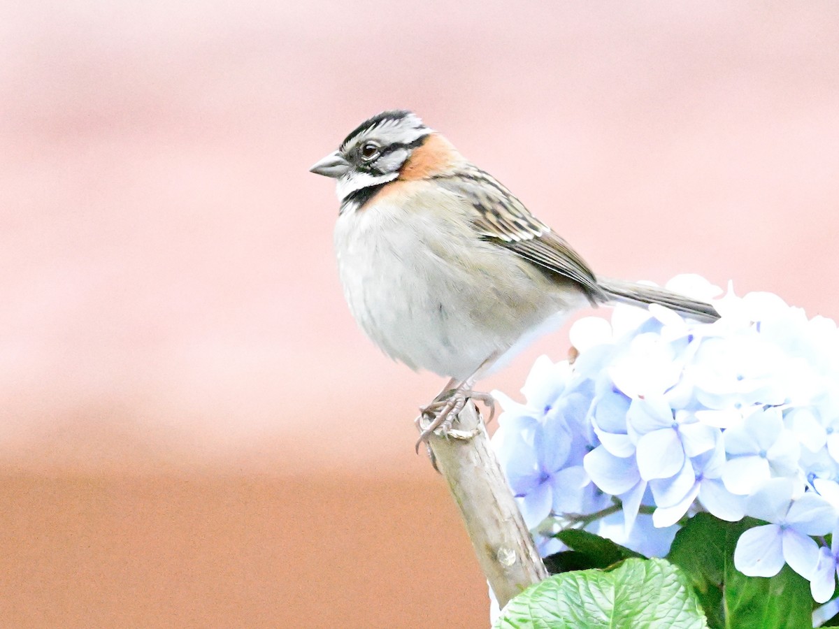 Rufous-collared Sparrow - ML619164121