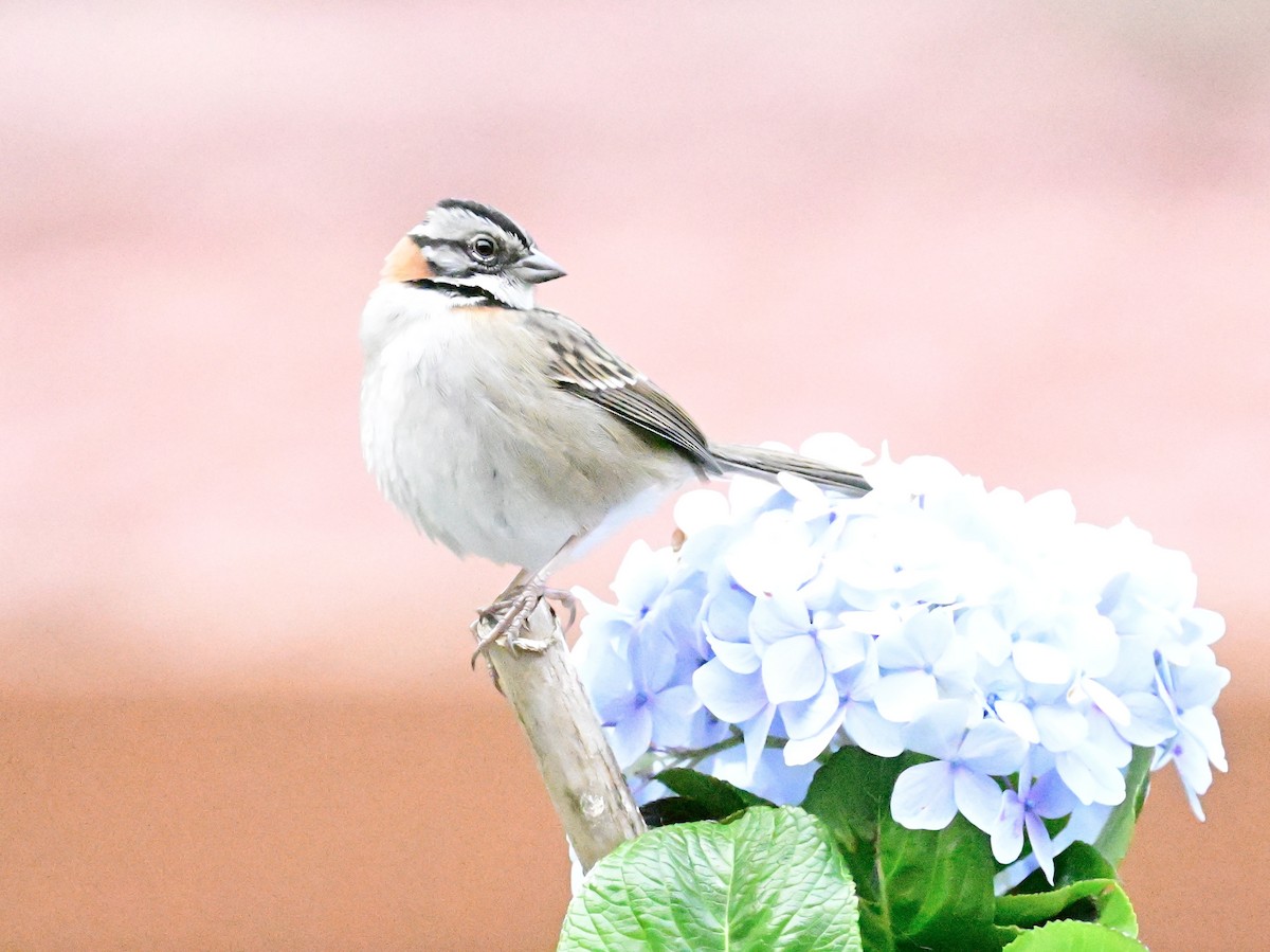 Rufous-collared Sparrow - ML619164122