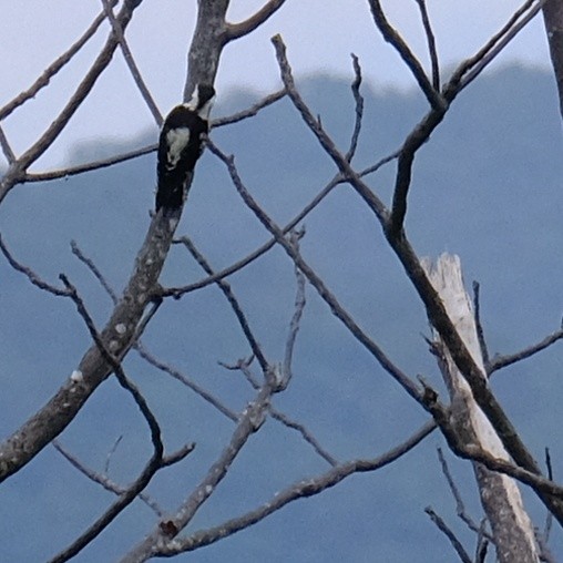 Gray-capped Pygmy Woodpecker - ML619164133