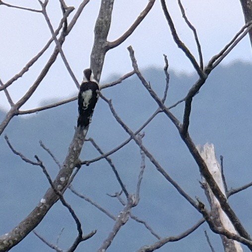 Gray-capped Pygmy Woodpecker - ML619164134