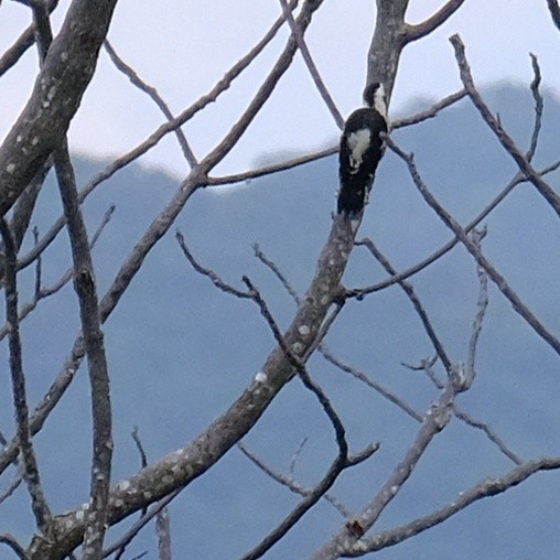 Gray-capped Pygmy Woodpecker - ML619164135