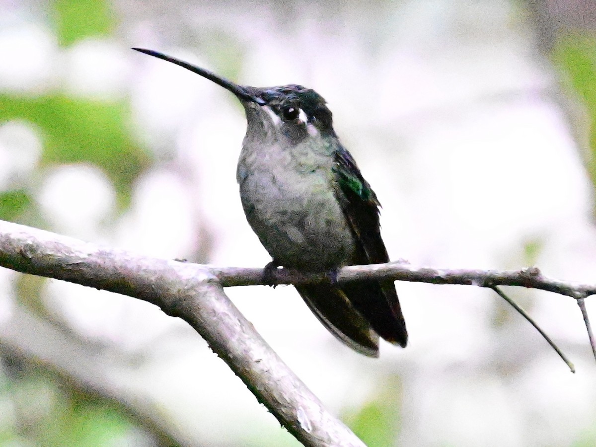 Talamanca Hummingbird - ML619164141