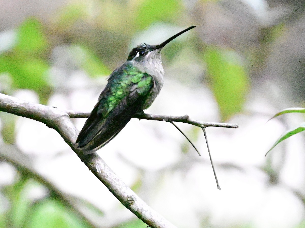 Talamanca Hummingbird - ML619164142