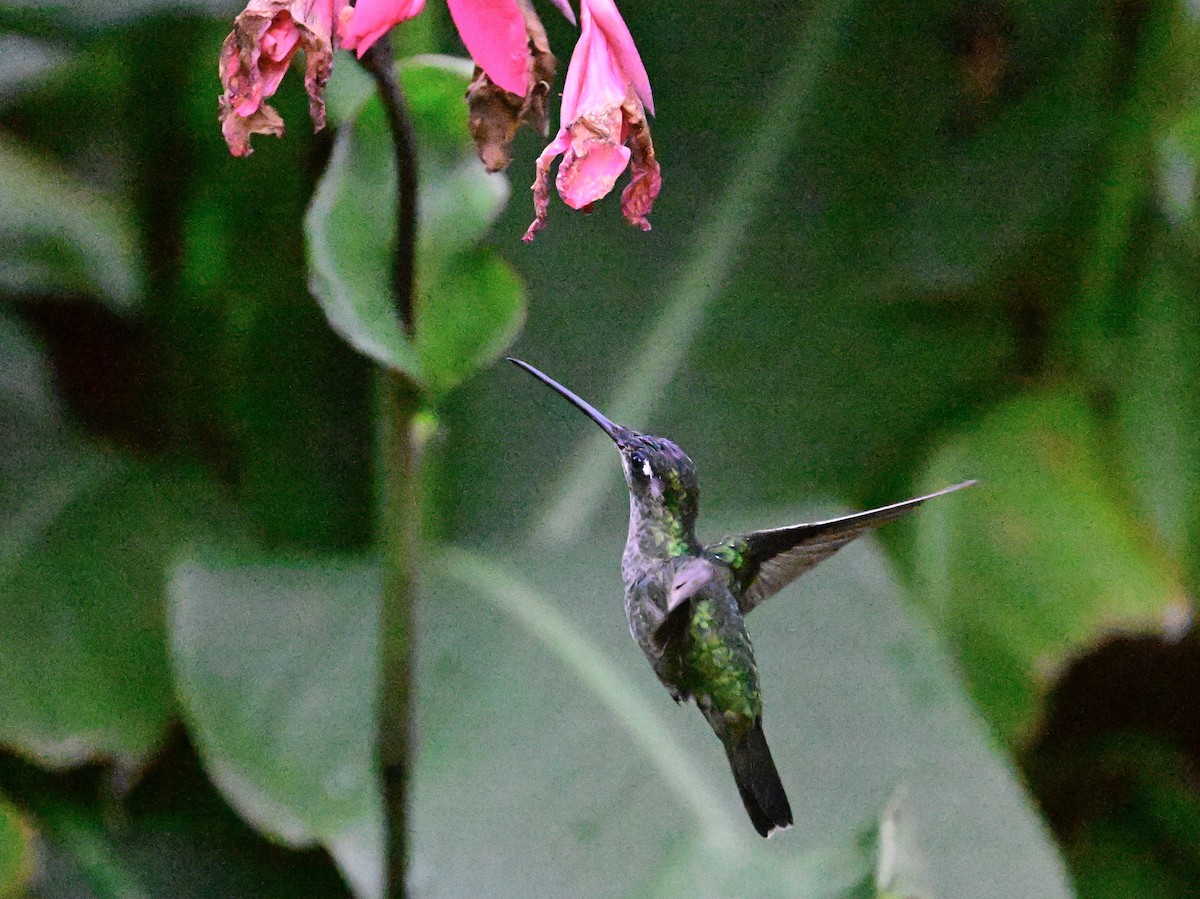 Talamanca Hummingbird - ML619164143