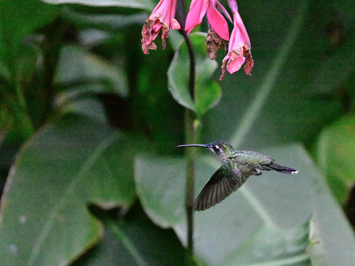 Talamanca Hummingbird - ML619164145