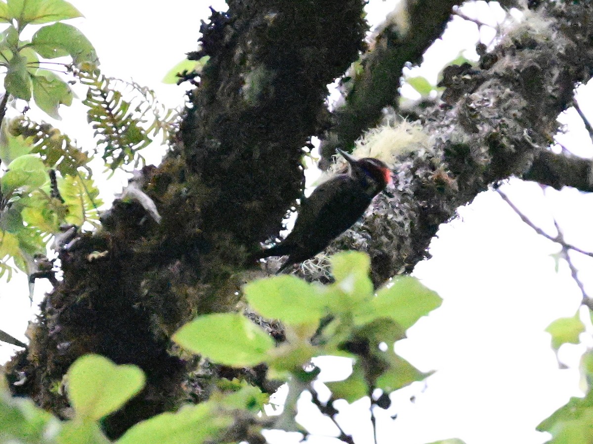 Hairy Woodpecker - ML619164194