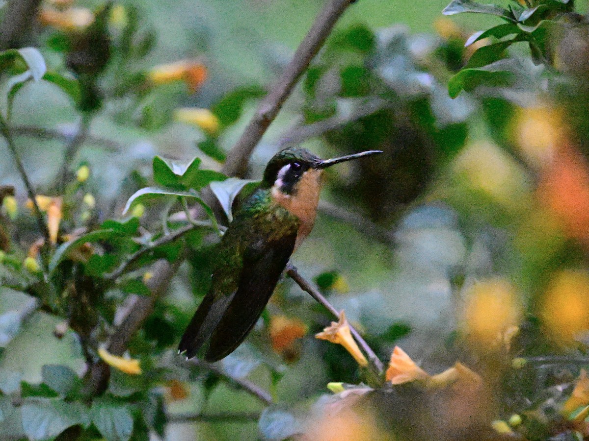 kolibřík pokřovní - ML619164214