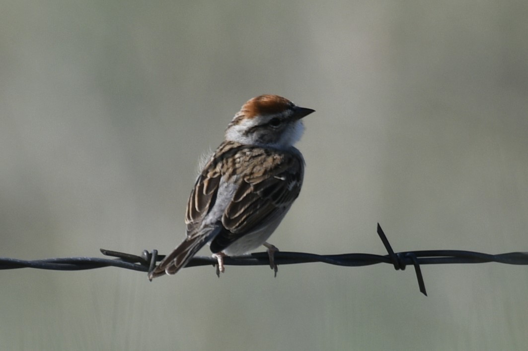 Chipping Sparrow - ML619164216
