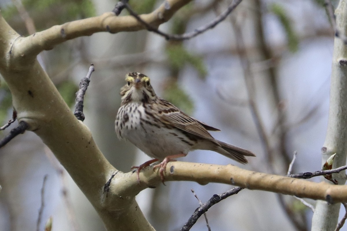Savannah Sparrow - ML619164222