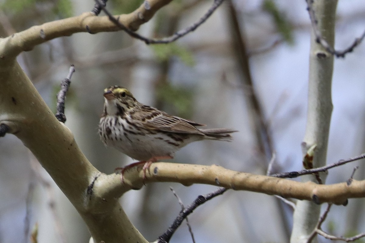 Savannah Sparrow - ML619164223