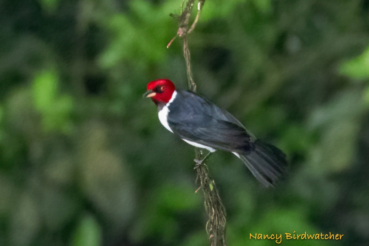 Red-capped Cardinal - ML619164229