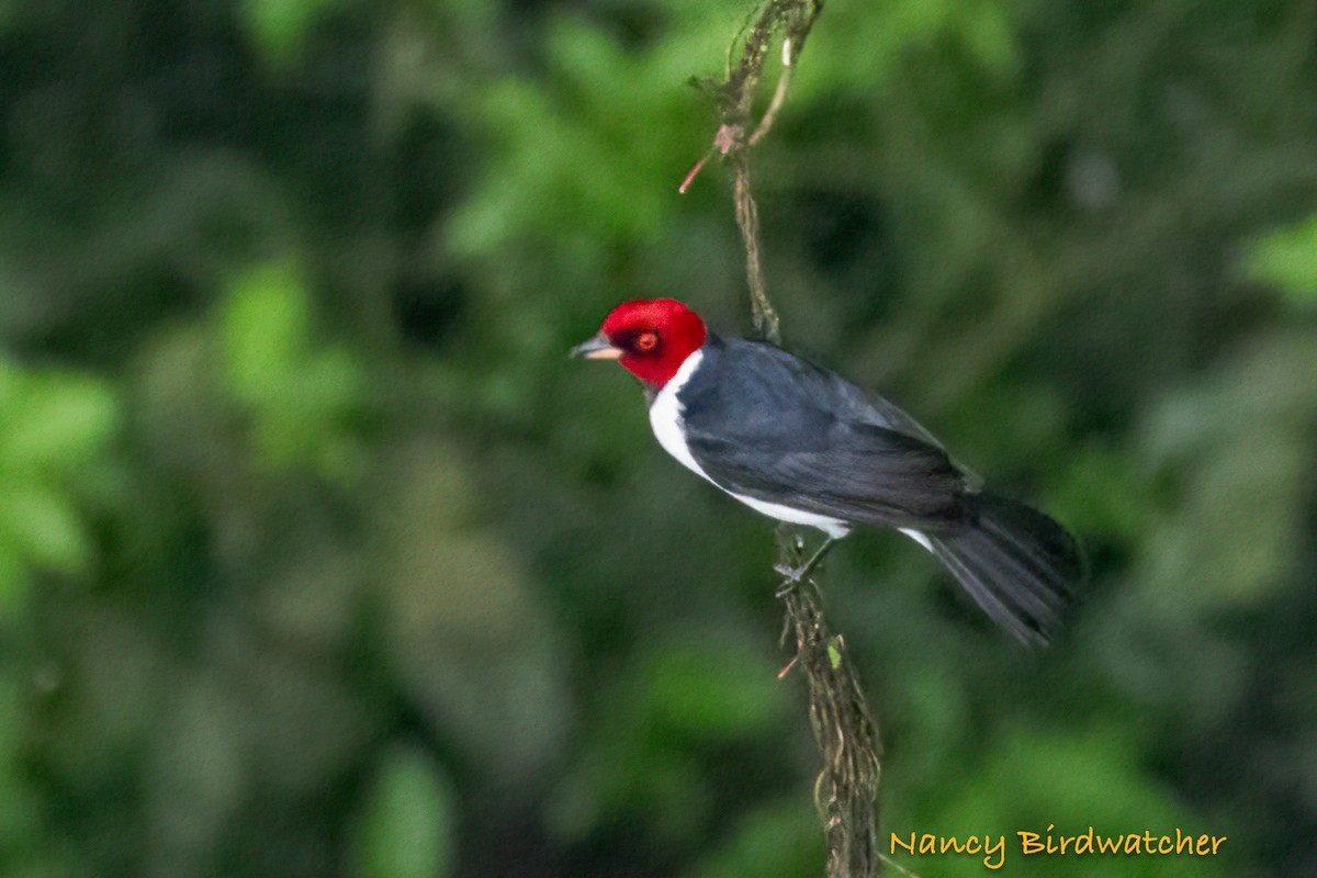Red-capped Cardinal - ML619164231