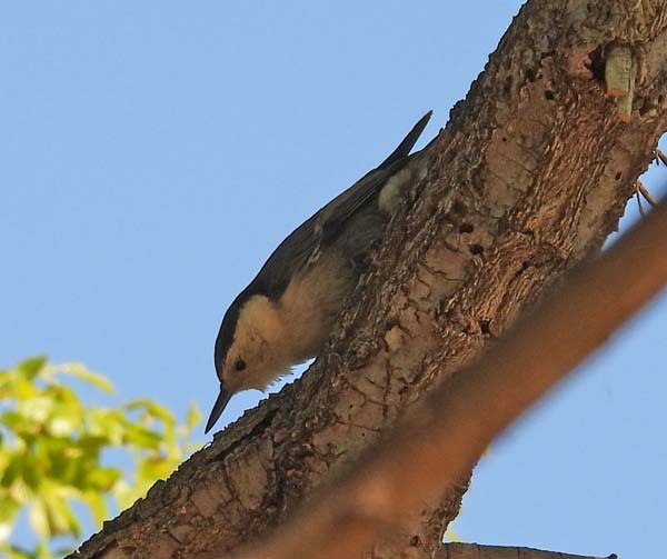 White-breasted Nuthatch - ML619164246