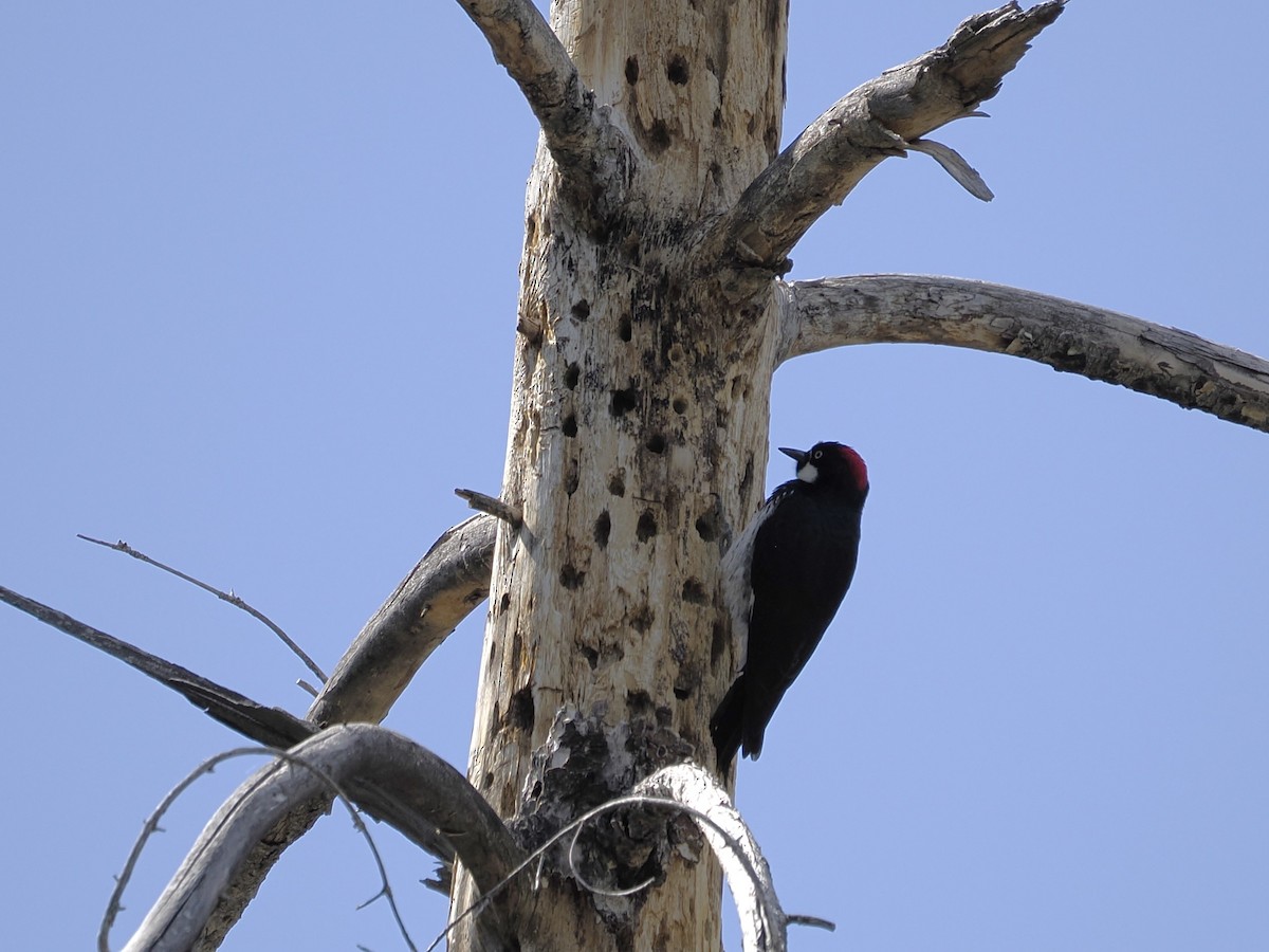 Acorn Woodpecker - ML619164249