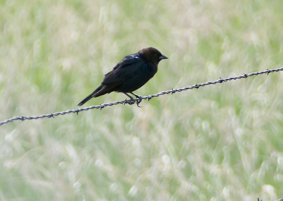 Brown-headed Cowbird - ML619164259