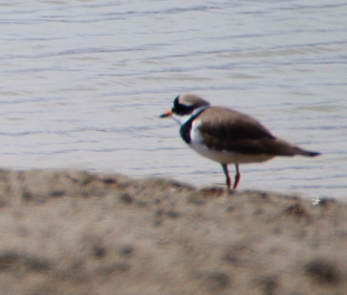 Common Ringed Plover - ML619164262